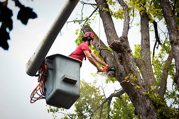 Best Tree Risk Assessment  in Boonton, NJ